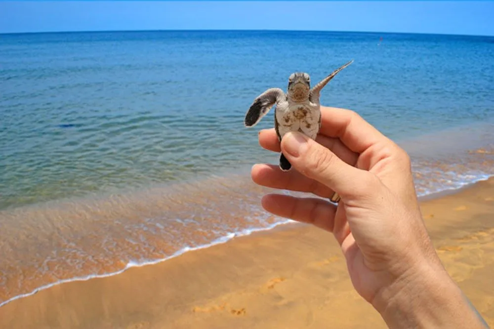 Beachfront Access